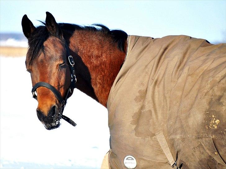 Anden særlig race Shania *part* - tihi ;P  billede 5