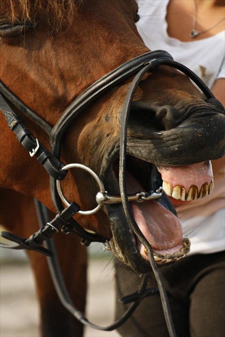 Anden særlig race Shania *part* - Aaahh.. det var en hård ridetime var? ;P billede 6