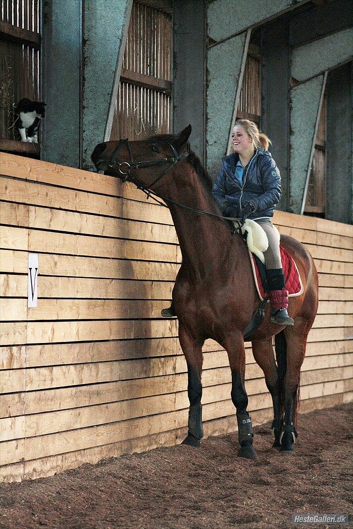 Anden særlig race Shania *part* - en missekat! :D billede 7