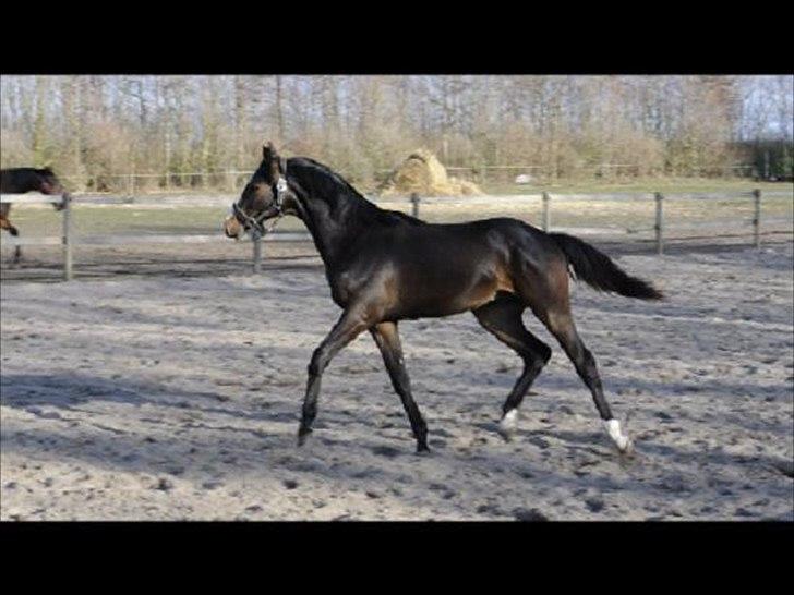 Dansk Varmblod Gredstedgaards Cornecht billede 17