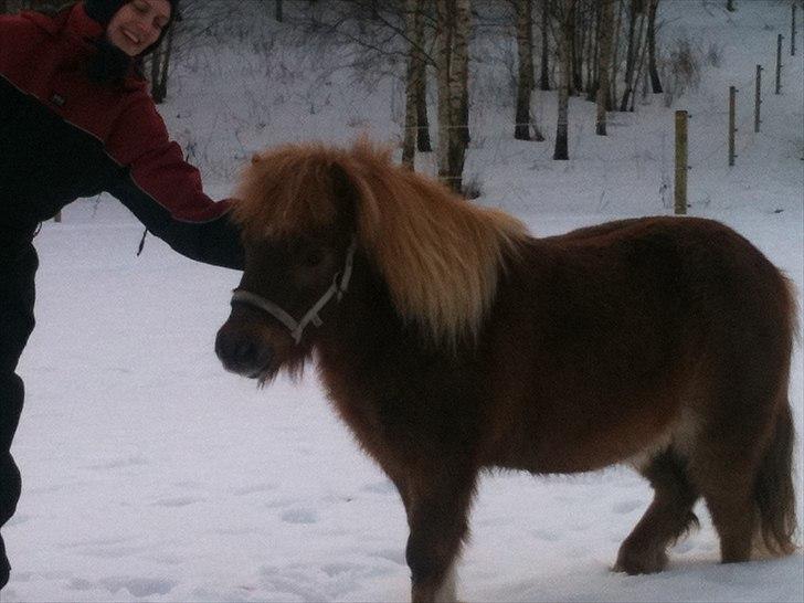 Shetlænder Emil billede 1