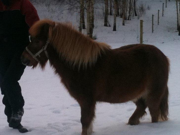 Shetlænder Emil billede 2