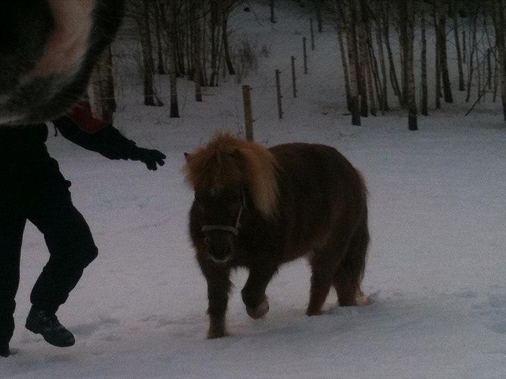 Shetlænder Emil billede 3