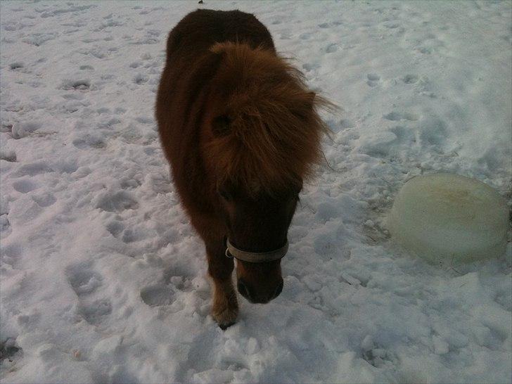 Shetlænder Emil billede 4