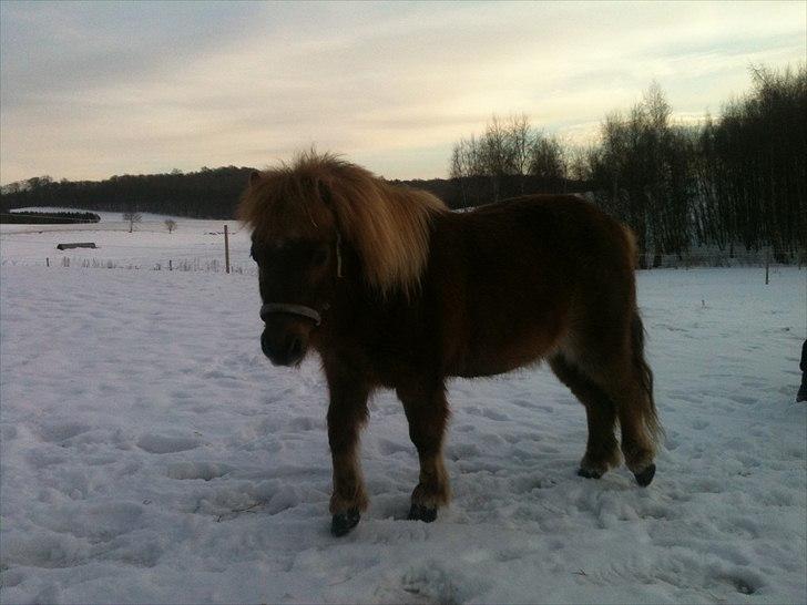 Shetlænder Emil billede 5