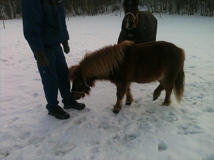 Shetlænder Emil billede 6