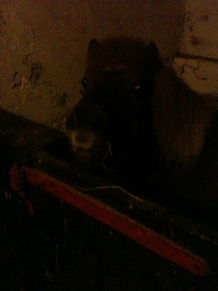 Shetlænder Emil billede 7