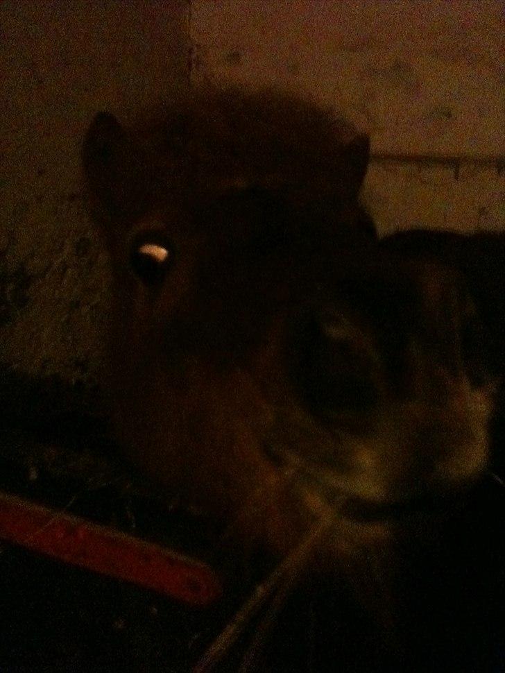 Shetlænder Emil billede 8