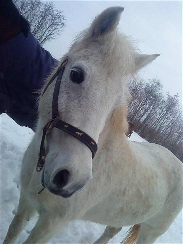 New Forest New York (solgt) billede 1