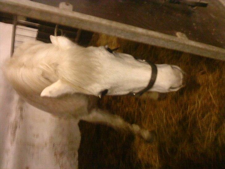 New Forest New York (solgt) billede 2