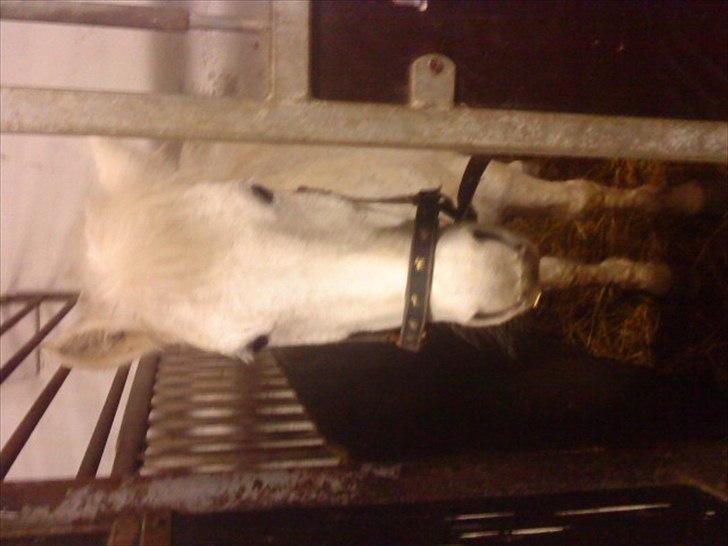 New Forest New York (solgt) billede 3