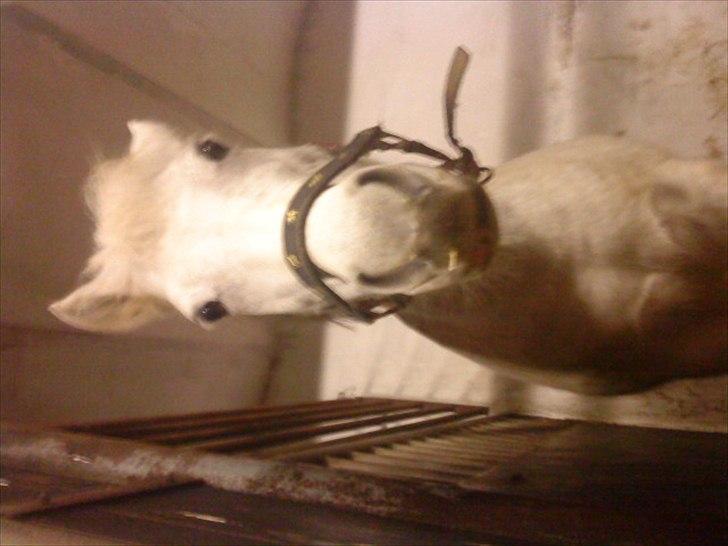 New Forest New York (solgt) billede 4