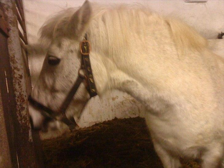 New Forest New York (solgt) billede 5