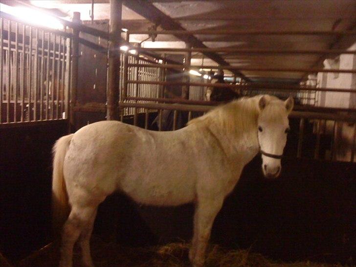 New Forest New York (solgt) billede 6