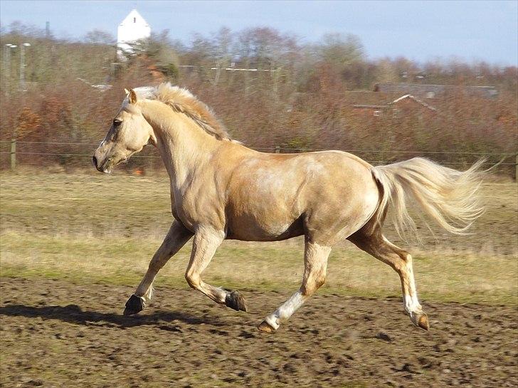Anden særlig race Silver<3. - Evt lækker :-D? billede 2
