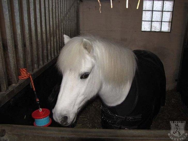 Anden særlig race Sissi <3 Solgt Altid elsket og savnet <3 - sissi du er alt jeg kan ikke beskrive dig <3 
Foto: turk billede 8