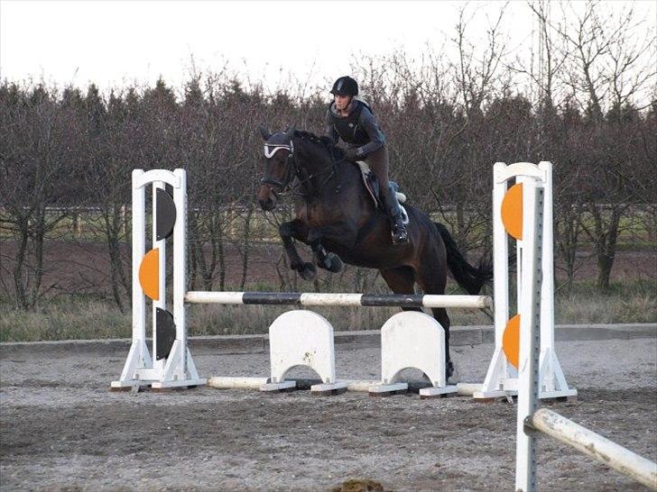 Trakehner Latyrus Hedevig billede 14