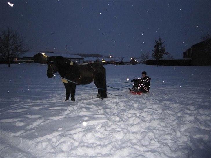 Islænder Húginn fra Gl. Essendrup - Vinter 2010, dét der satte eventyret igang.  billede 17