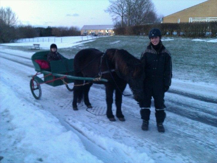 Islænder Húginn fra Gl. Essendrup - Og her nogle uger senere. For vogn! Beklager kvaliteten ;)   billede 18