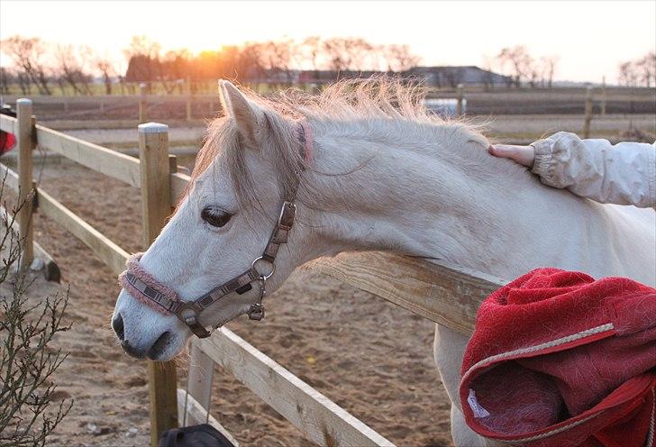 Kaspisk hest Rosmear Aram | Geden/Æsel - Son of the Sun - Camilla Munksgaard billede 14