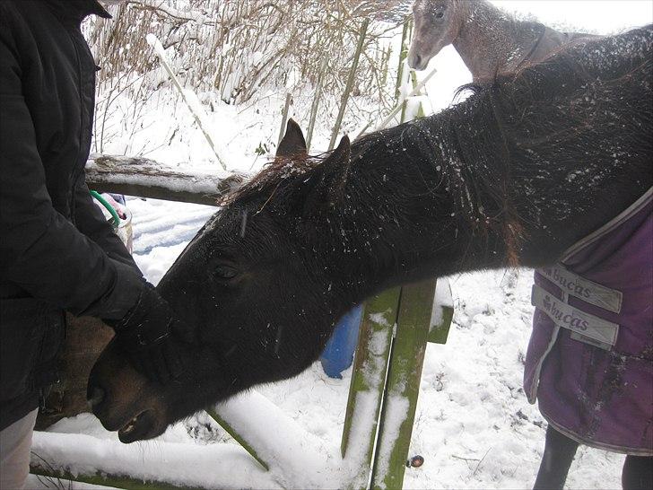 Traver Ideal Højbo (Sammy) - Sammy putter hos Mischa billede 20