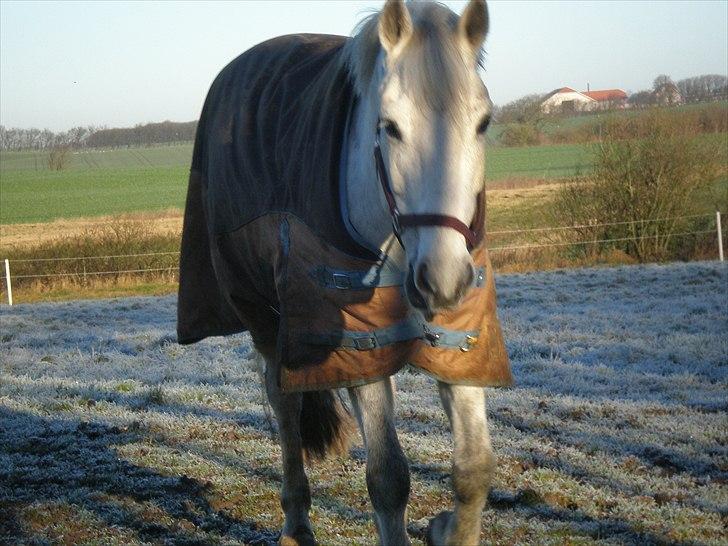 Tysk Sportspony Peanut *R.I.P*  - Smukke Dreng! :)<3 billede 2