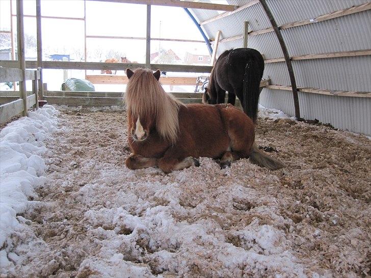 Islænder Mundilfari frá Meldgaard - Vinter 2010... Blesi i den nye løsdriftshal billede 20
