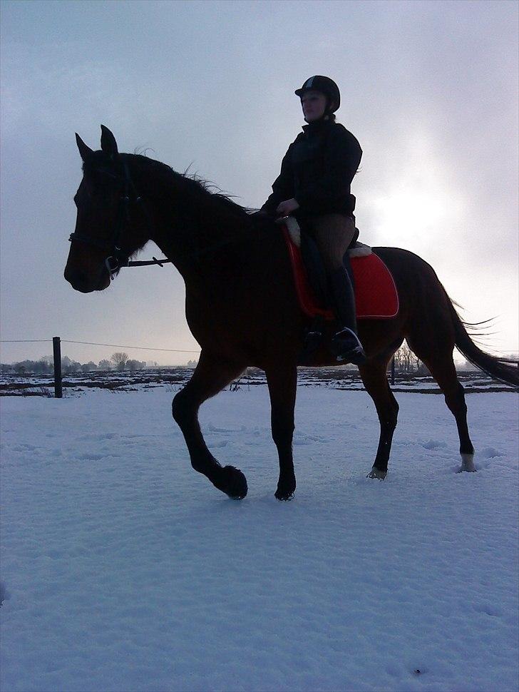 Traver Opus one VP  billede 13