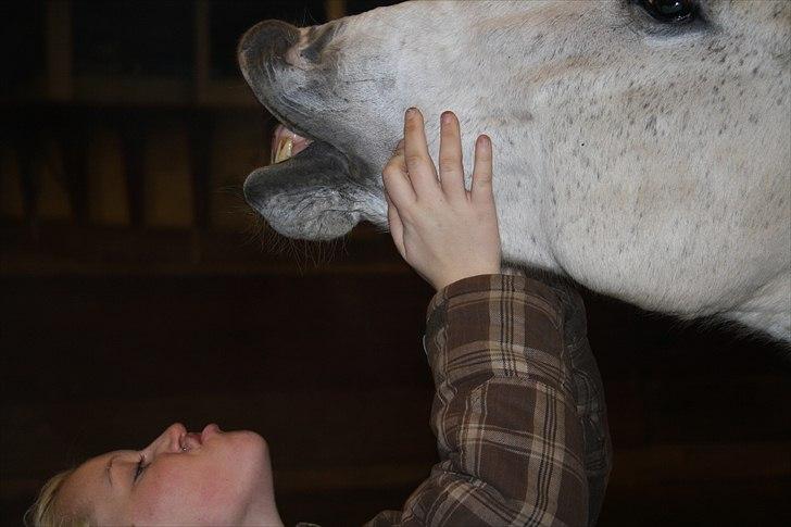 Dansk Varmblod La Troya ( solgt ) billede 19