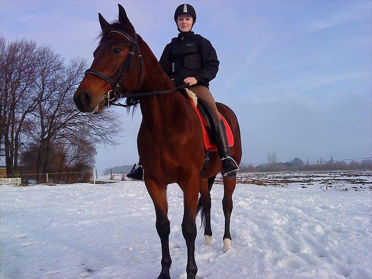 Traver Opus one VP  billede 14