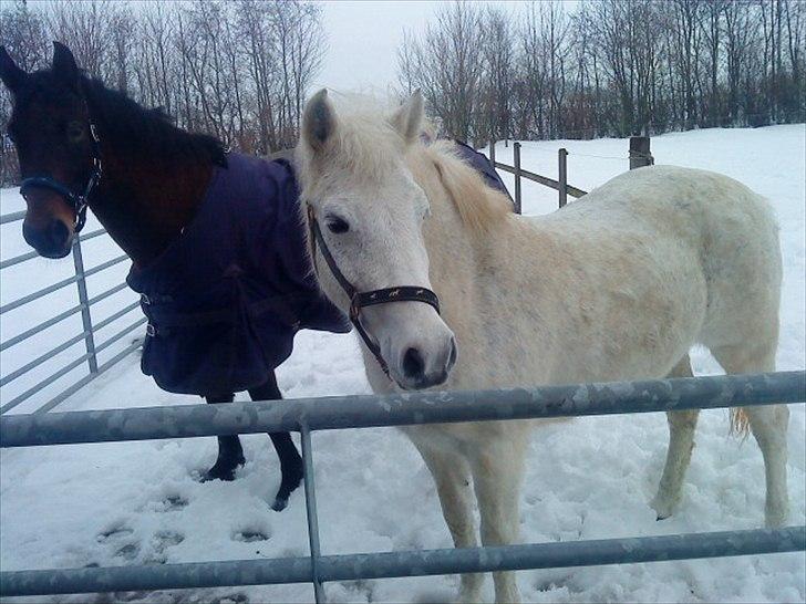 New Forest New York (solgt) billede 7