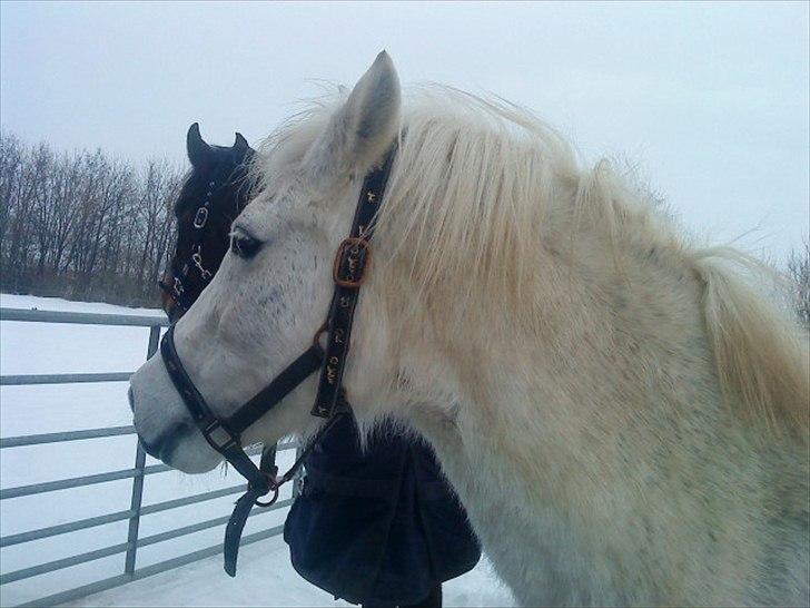 New Forest New York (solgt) billede 8