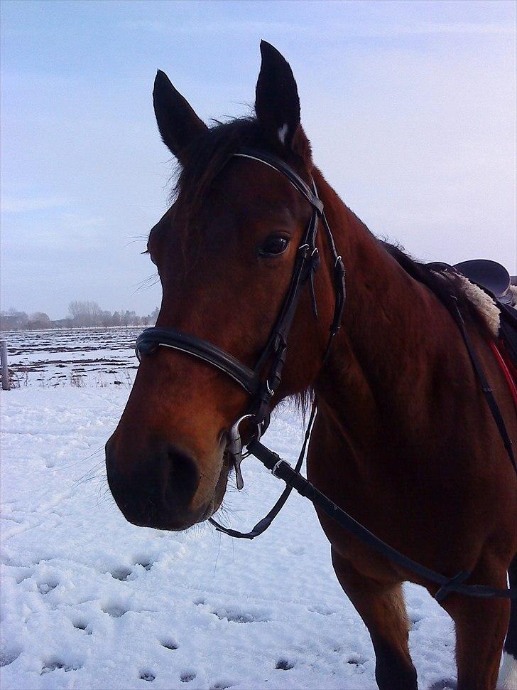 Traver Opus one VP  billede 15