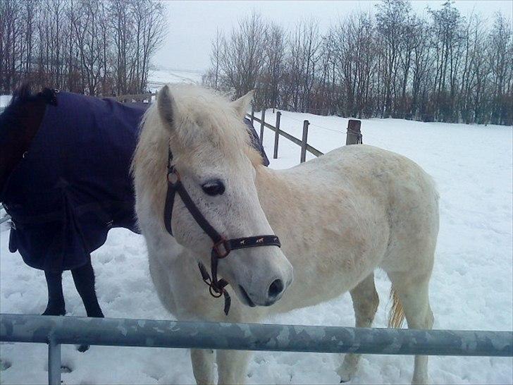 New Forest New York (solgt) billede 9