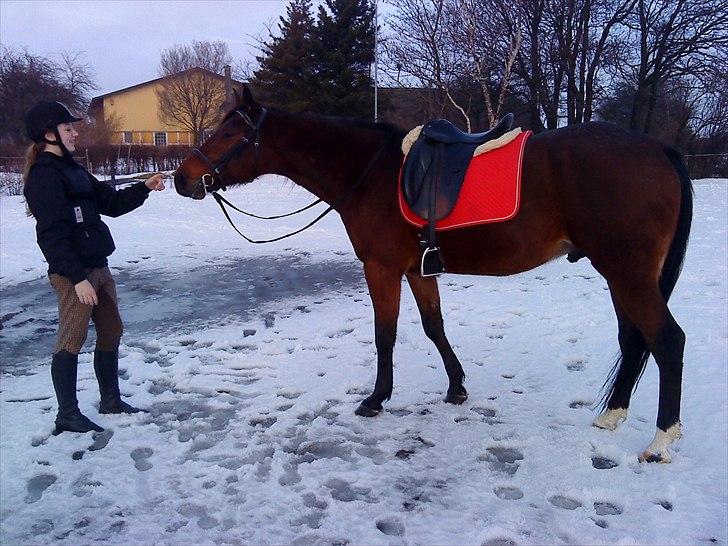 Traver Opus one VP  billede 16