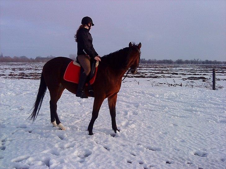 Traver Opus one VP  billede 19