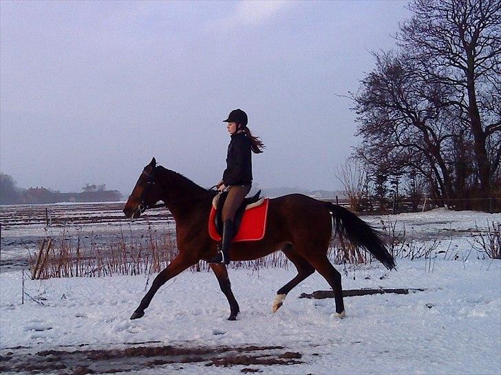 Traver Opus one VP  billede 20