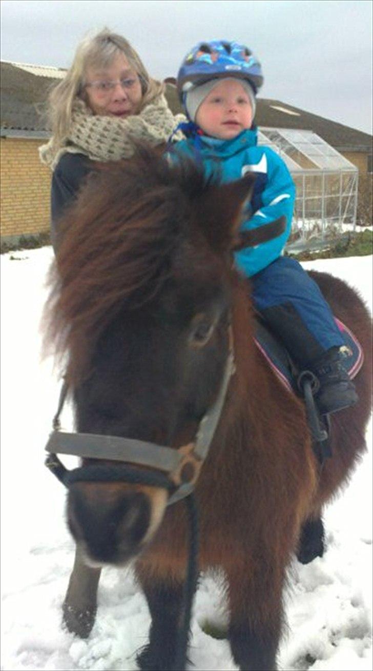 Shetlænder Lotus billede 12