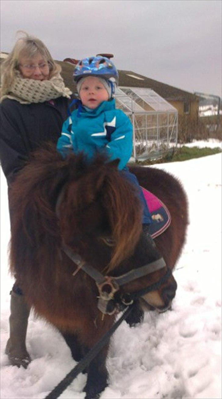 Shetlænder Lotus billede 13