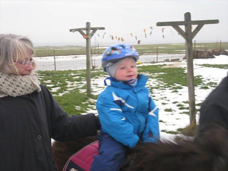 Shetlænder Lotus billede 14