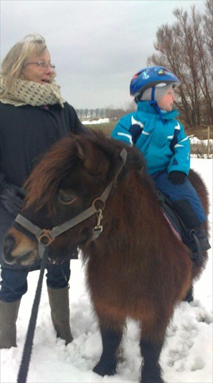 Shetlænder Lotus billede 15