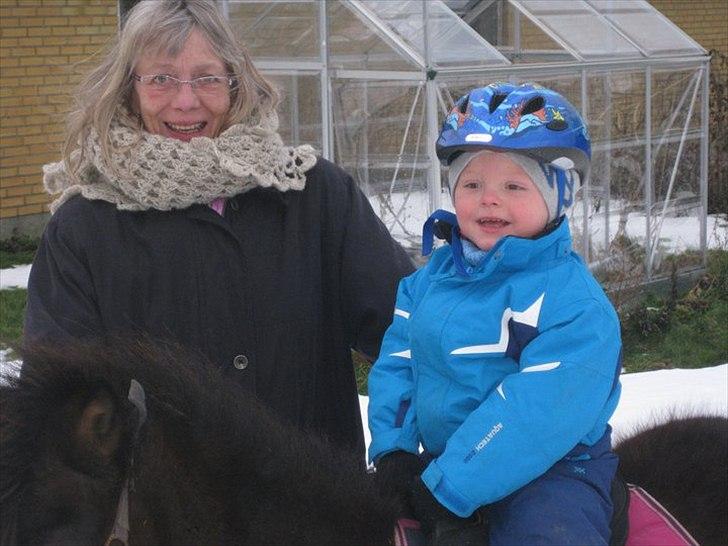 Shetlænder Lotus billede 3