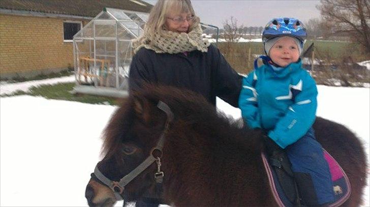 Shetlænder Lotus billede 16