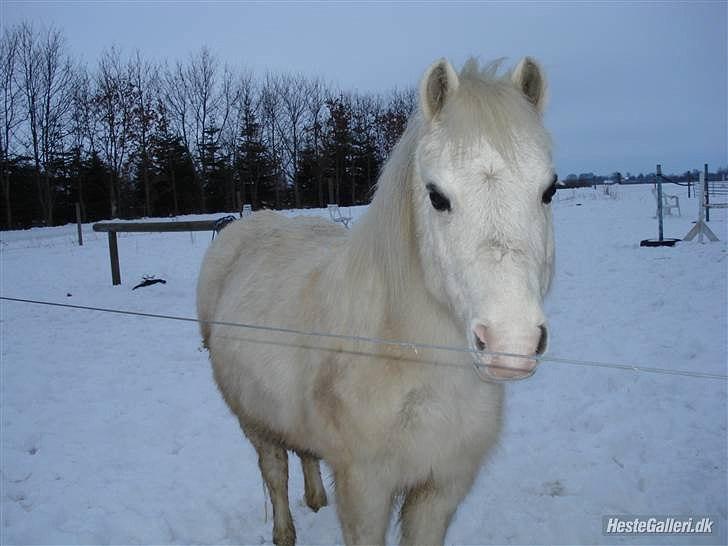 Anden særlig race  Apache  - Gennem 6 år har du været min bedsteven, jeg vil aldrig glemme dig <3 billede 2