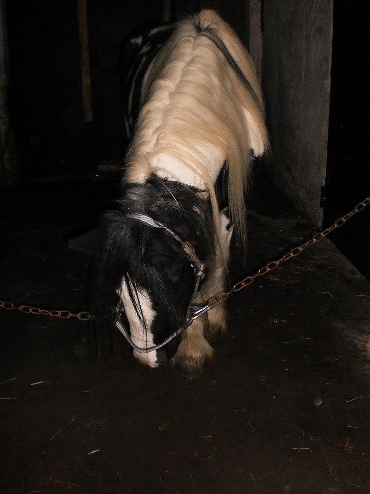 Irish Cob Frigge Eira Snowtime Solgt billede 7