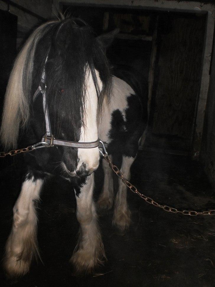 Irish Cob Frigge Eira Snowtime Solgt billede 8