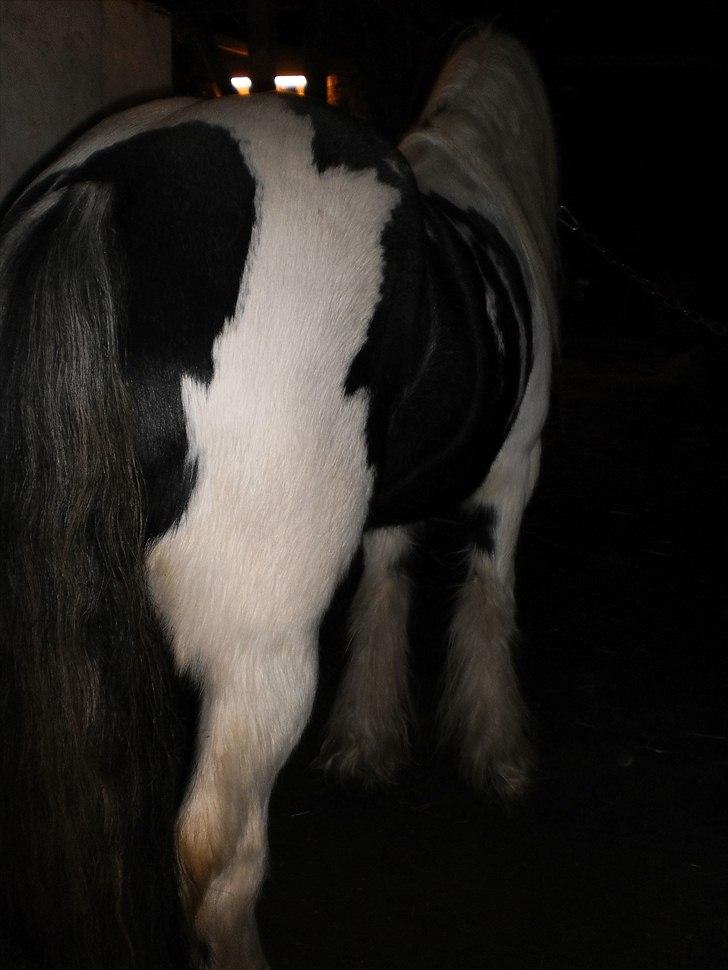 Irish Cob Frigge Eira Snowtime Solgt billede 10