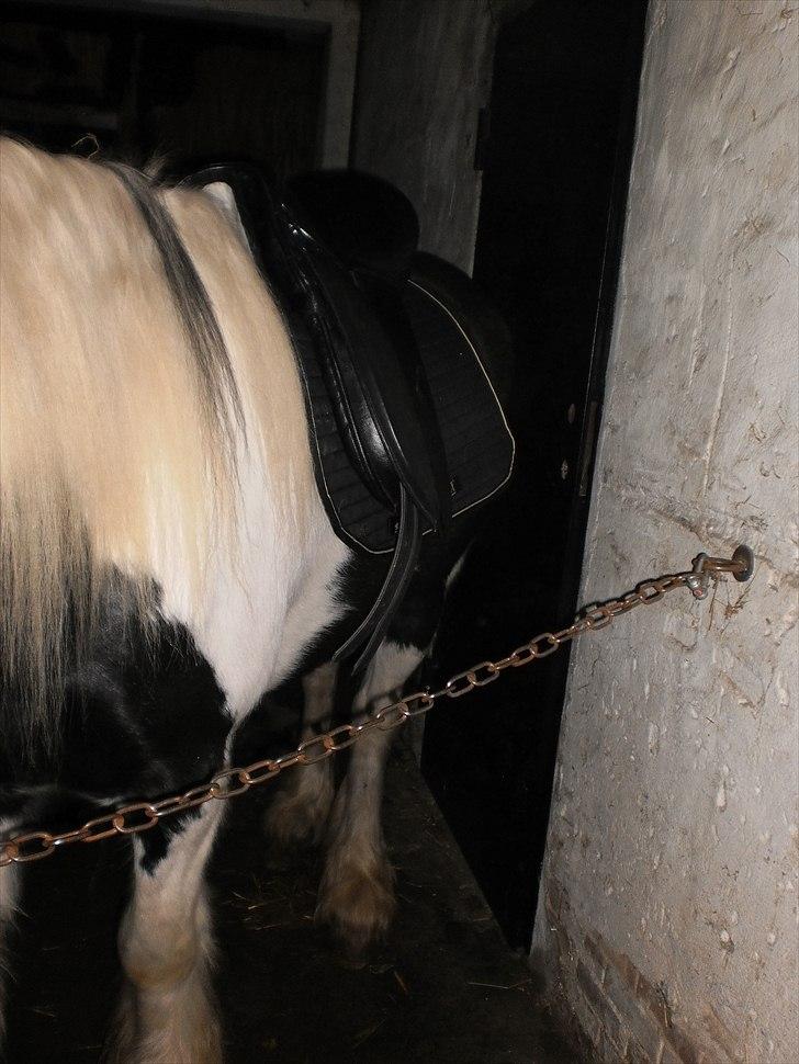 Irish Cob Frigge Eira Snowtime Solgt - Så skulle vi lige prøve at lægge sadel på Frigge uden gjord og det tog hun meget pænt :-) billede 11