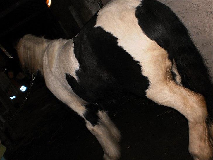 Irish Cob Sascha Eira Snowflake Solgt billede 6