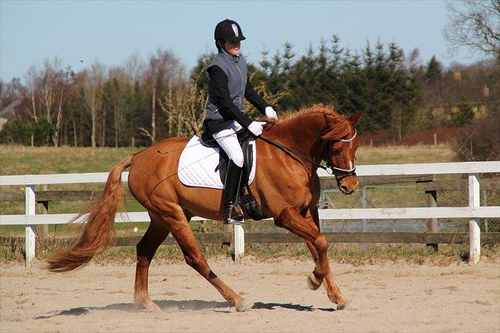 Anden særlig race PEPSI! :D - Opvarmning til stævne d. 10 april. Her LC1 til 61,? % (-: <3 FOTO: Laura Bogut (-:  billede 7